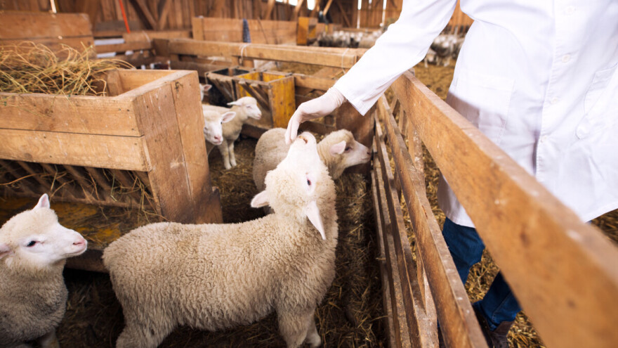 Nova prijetnja stočarstvu - u Sloveniji potvrđena bolest plavog jezika