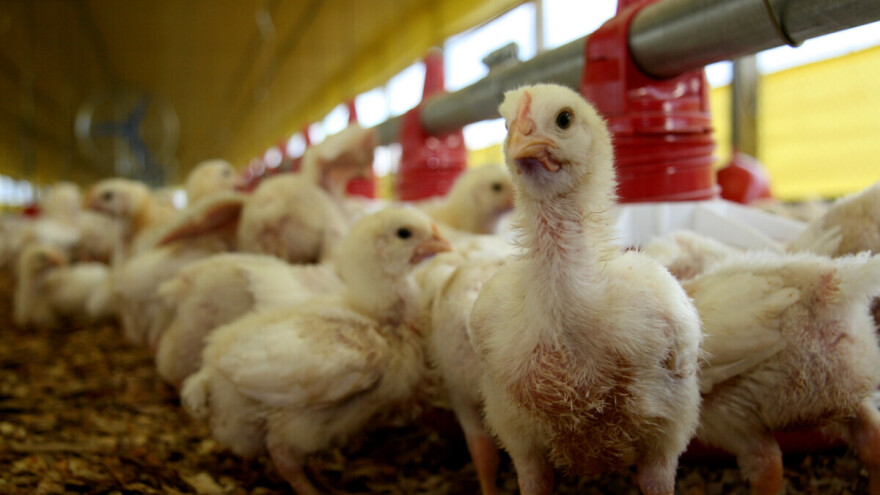 Virus na farmi: Francuska izgubila status zemlje slobodne od ptičijeg gripa