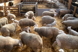 Veća potražnja za jaganjcima i prasićima pred uskršnje praznike. A cene?