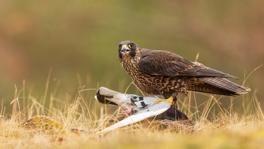 Nevjerojatna inteligencija: Sokol koristi semafor za hvatanje plijena
