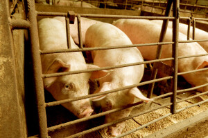 Blagi rast otkupnih cena prasadi i tovnih svinja, jagnjad i za 370 din/kg