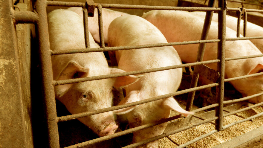 Blagi rast otkupnih cena prasadi i tovnih svinja, jagnjad i za 370 din/kg