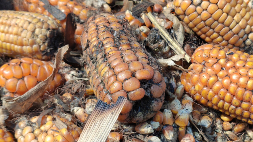Porast mikotoksina pokazala i analiza gotovo 28.400 uzoraka iz 95 zemalja