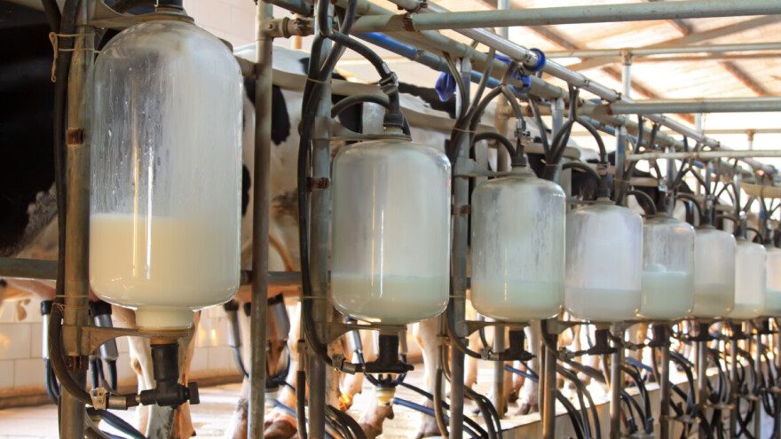Mlijeko u BiH sve kvaltetnije: Rast proizvodnje i u maju