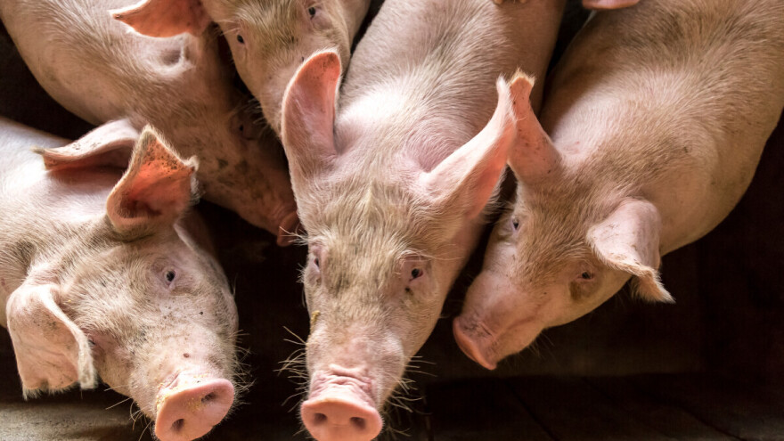 Potvrđen novi slučaj afričke kuge svinja kod susjeda