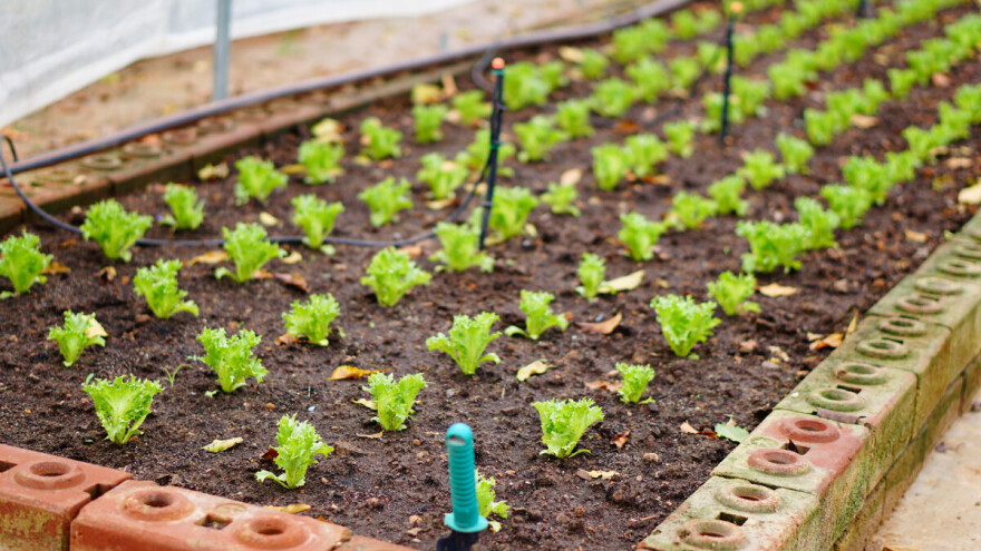 Endivija u vrtu: Kako iskoristiti juli za jesenju berbu