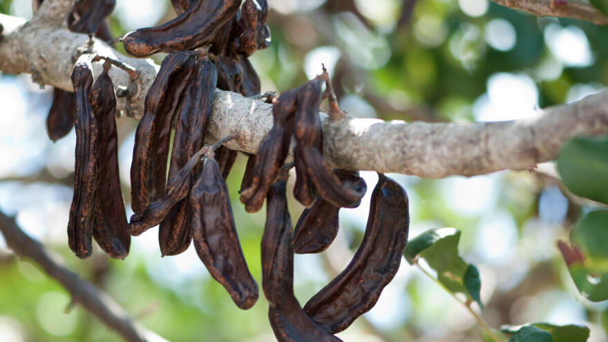 Zlata vrijedna biljka i moćan afrodizijak?