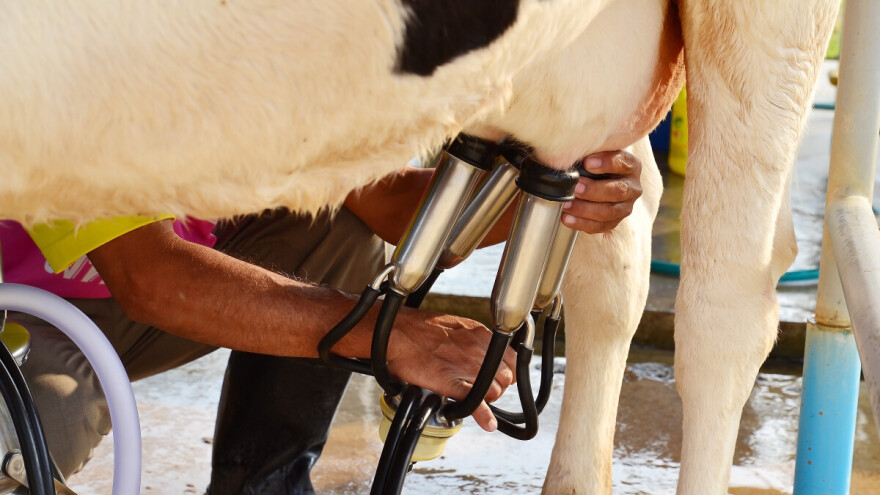 Počela isplata poticaja za mlijeko za treći kvartal