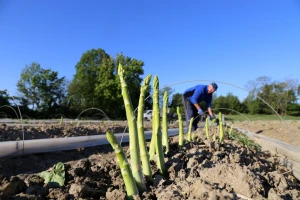 OPG-ovci iz jedne županije dominiraju uzgojem šparoge u Hrvatskoj s čak 85 posto