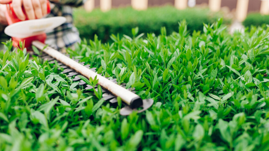 Sadnja živice u jesen