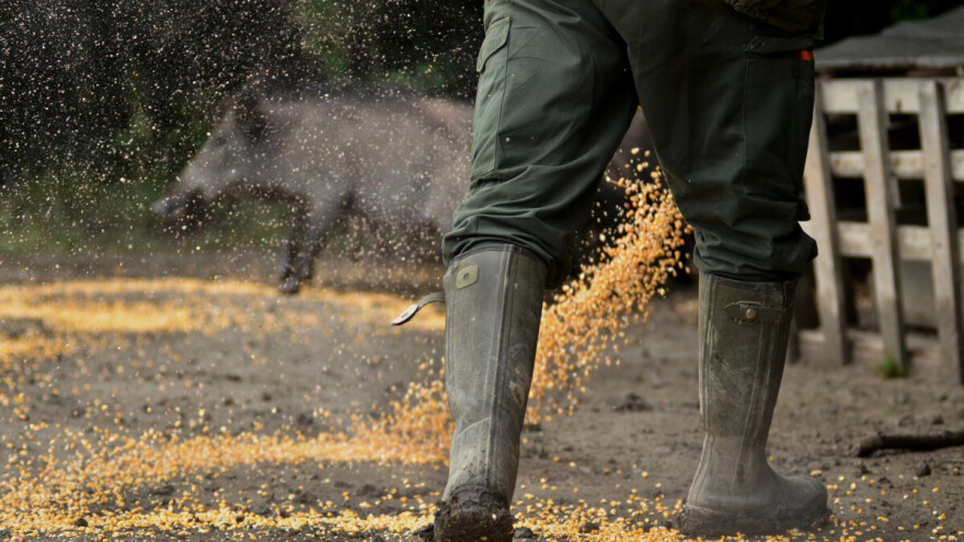 Ili potpuni ili odstrel do 10 posto matičnog fonda - Ministarstvo donijelo novu naredbu