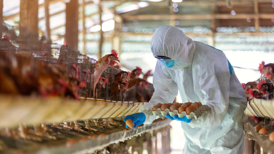 Bh. peradari spremni čekaju odluku: "Izvoz konzumnih jaja u EU donio bi rast za 20%"