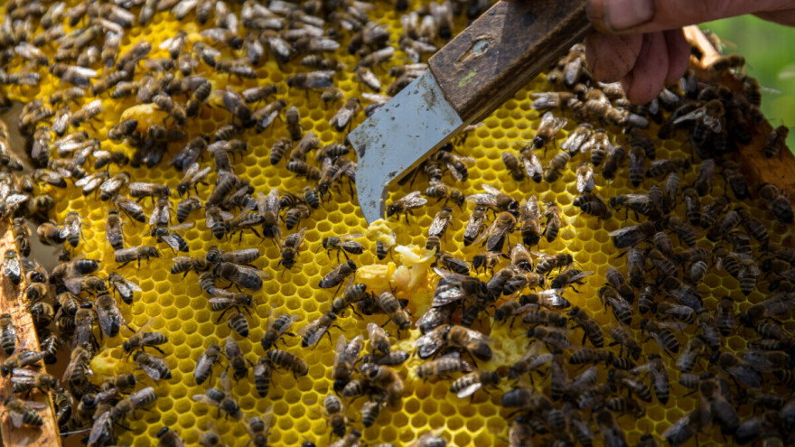 Satne osnove su ključ kvalitete meda, evo kako se pripremaju