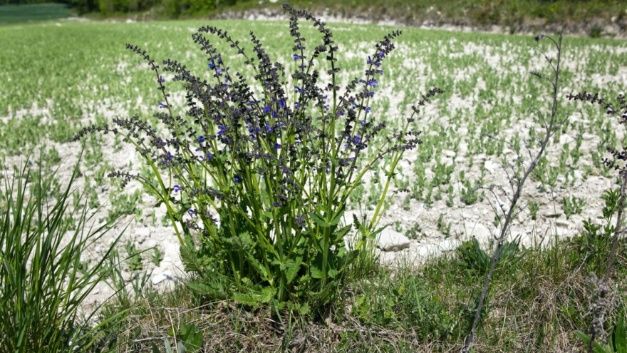 Što cvjeta u studenom diljem Hrvatske?