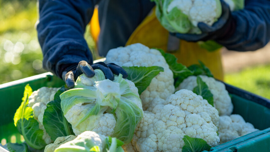 Suša uticala i na prinos karfiola. Ponuda slaba, a cena za kilogram i do 300 dinara