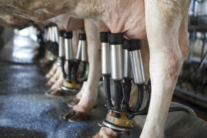Padaju cene mleka - na Novom Zelandu kolju muzne krave
