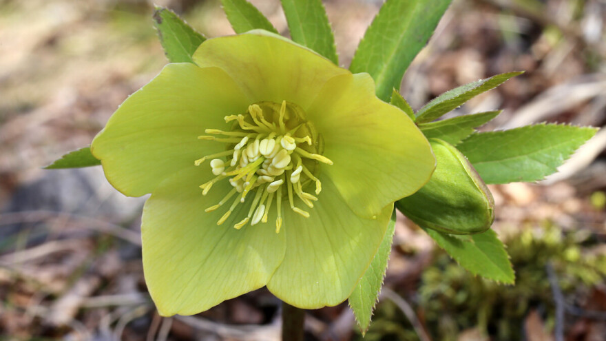 "Kad procveta kukurek posle zime jake" - i lekovit, ali i otrovan vesnik proleća