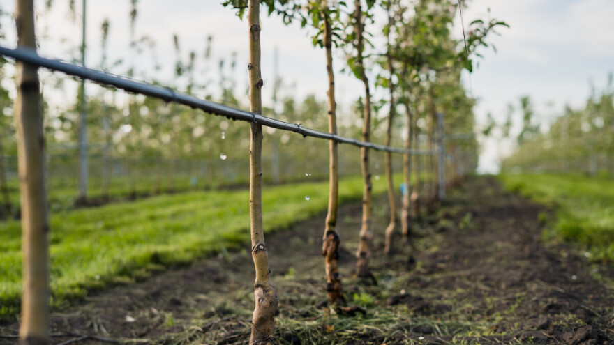 Navodnjavanje voćnjaka