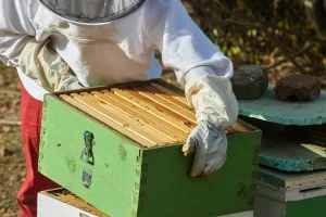 Europsko udruženje pčelara upozorava: Bez hitnih mjera ugrožena je održivost sektora