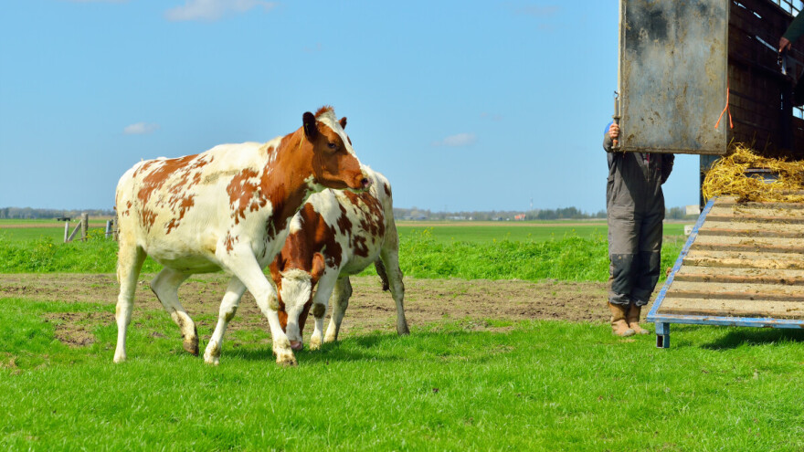 U toku prijave za dodjelu 16 steonih junica u ovom bh. gradu