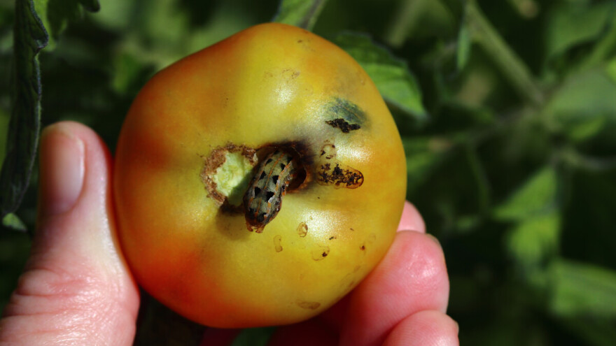 Crv jede rajčicu - evo sedam mjera prevencije i suzbijanja