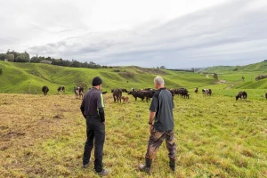 Farmer iz Glamoča u pola noći uhvatio lopove: Visočani pokušali ukrasti krave