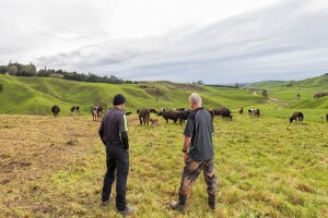 Farmer iz Glamoča u pola noći uhvatio lopove: Visočani pokušali ukrasti krave