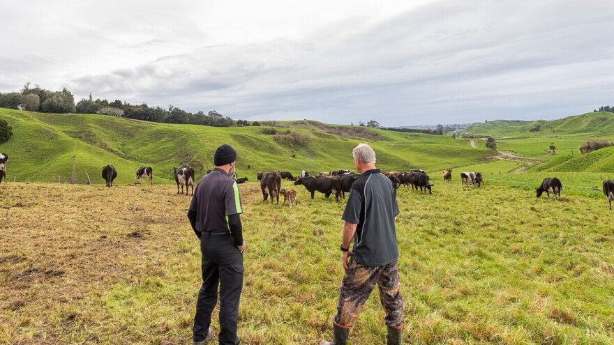 Farmer iz Glamoča u pola noći uhvatio lopove: Visočani pokušali ukrasti krave