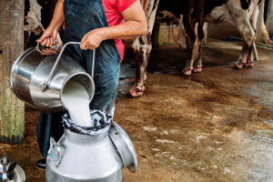 Nemački farmeri strahuju od drastičnog pada otkupne cene mleka