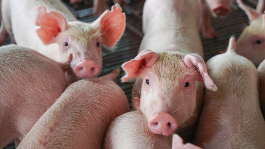 U Splitsko-dalmatinskoj županiji ukinuta zona zaštite i nadziranja zbog afričke svinjske kuge