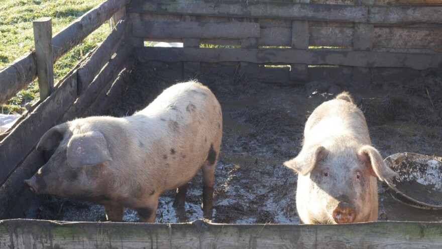 Prvi slučaj afričke svinjske kuge u Zvorniku: Otkriven u domaćinstvu s dva grla