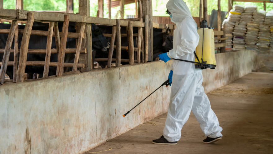 Deratizacija u stočarskim objektima - kako je obaviti?