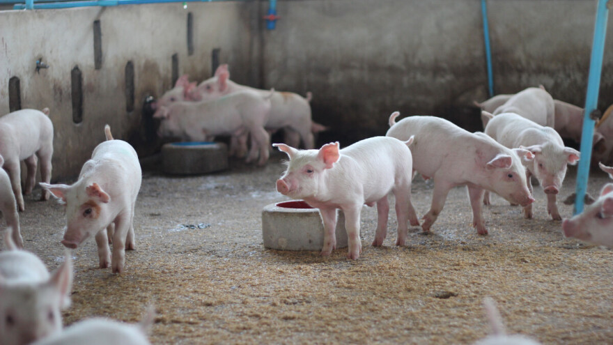 Stočarstvo u 2023: Pad prirasta goveda, svinja, ovaca i koza