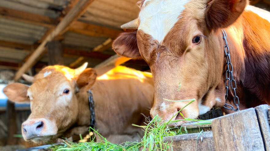 Rast cene tovnih bikova na području Pirota, niža cena teladi u Šapcu
