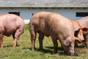 Alternativa kastraciji prasadi: Uzgoj nerasta bez testisa