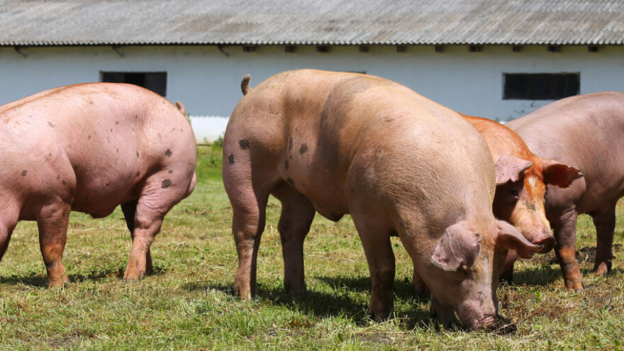Alternativa kastraciji prasadi: Uzgoj nerasta bez testisa
