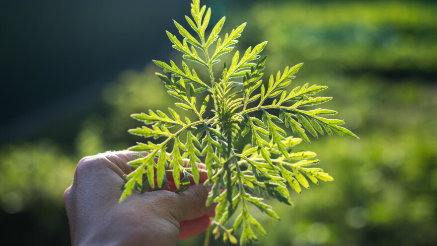 Uništavajte ambroziju dok nije počela cvatnja - sjeme joj zadržava klijavost do 40 godina