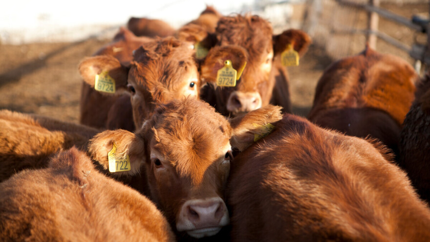 Nestalo sedam mladih bikova, sumnja se na organizovani stočarski kriminal