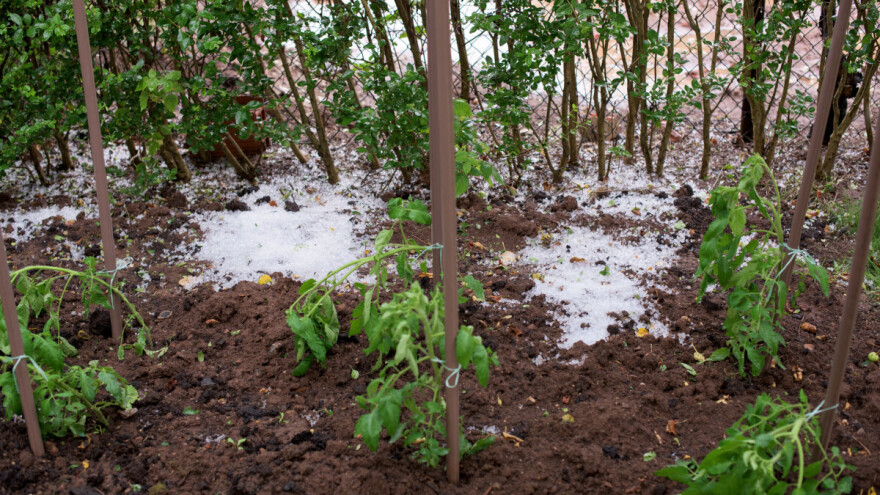 Evo kako pomoći biljkama u bašti nakon olujnog nevremena i grada