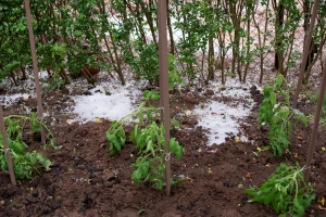 Evo kako pomoći biljkama u vrtu nakon olujnog nevremena i grada