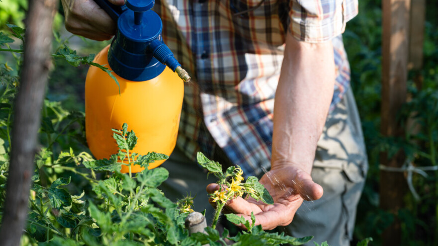 Kada koristiti fungicide, prije ili poslije kiše?