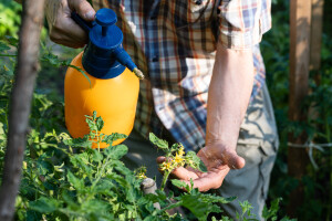 Kada koristiti fungicide, prije ili poslije kiše?