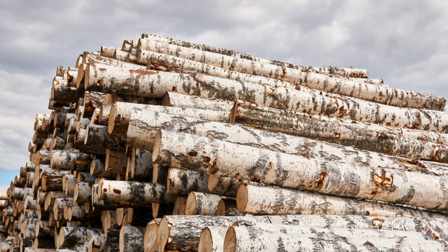 Zaobišli sankcije: Rusija preko Turske izvozi drvo breze u zemlje EU