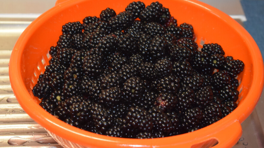 Evo tri načina kako konzervirati kupine