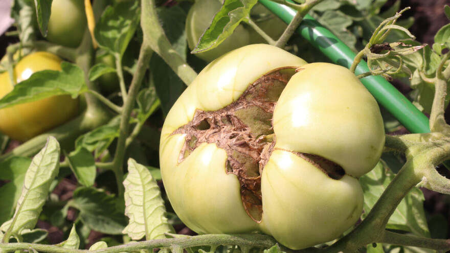 Deformacija ploda paradajza poznata kao "mačje lice": šta je uzrok i kako reagovati?