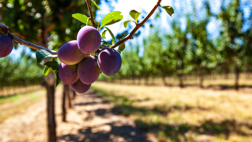 Šta se dešava sa plodom šljive, jabuke i kruške ako su letnje temperature iznad proseka?