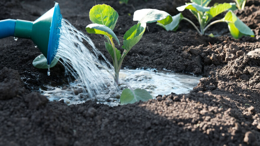 Šta se sije, sadi i u bašti radi u augustu?