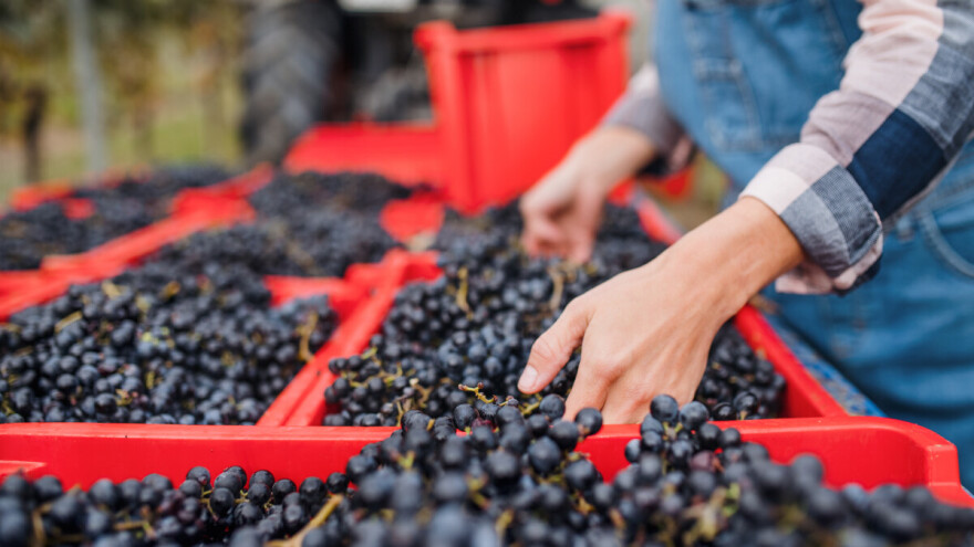 Poslednji dani leta: Poljoprivredni radovi u punom jeku, uz oblačno, ali suvo vreme