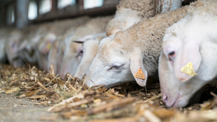 Opredeljeno 250 miliona dinara za nabavku kvalitetnih priplodnih grla u ovoj godini