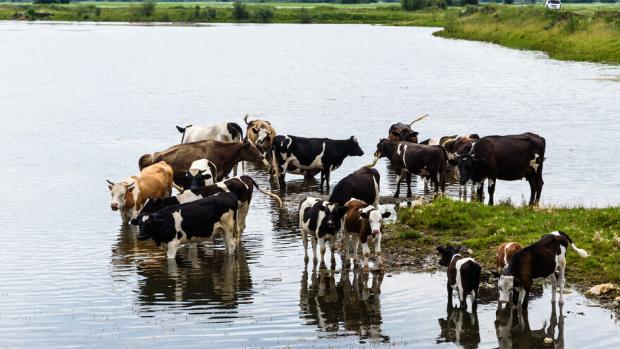 Šokantne procene nakon poplava u Australiji: Stradalo pola miliona životinja?